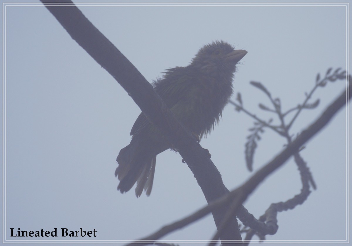 Lineated Barbet - ML109780851