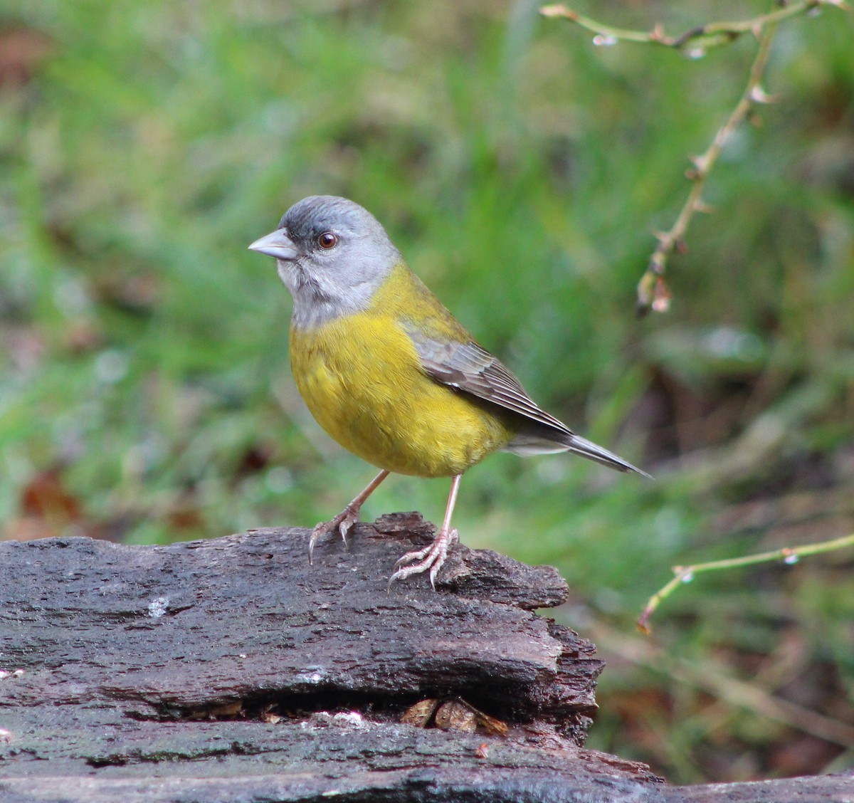 Patagonian Sierra Finch - ML109781161