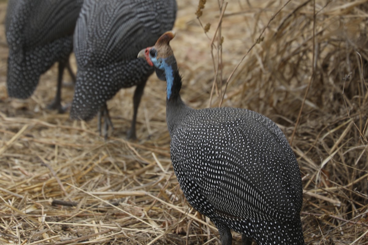 Helmeted Guineafowl - Marc Pusey