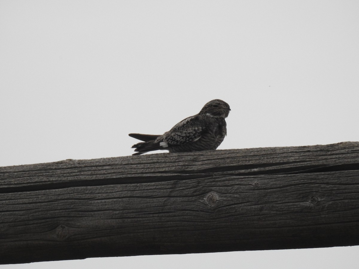 Common Nighthawk - ML109781321