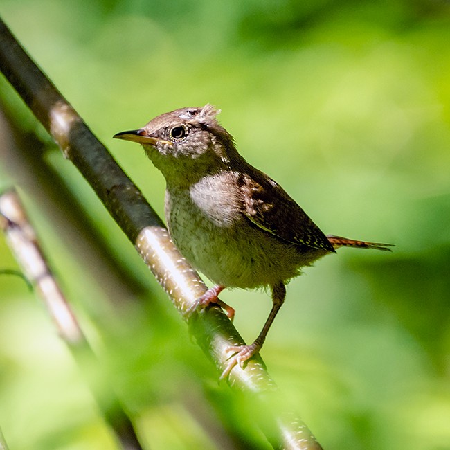 House Wren - ML109781331