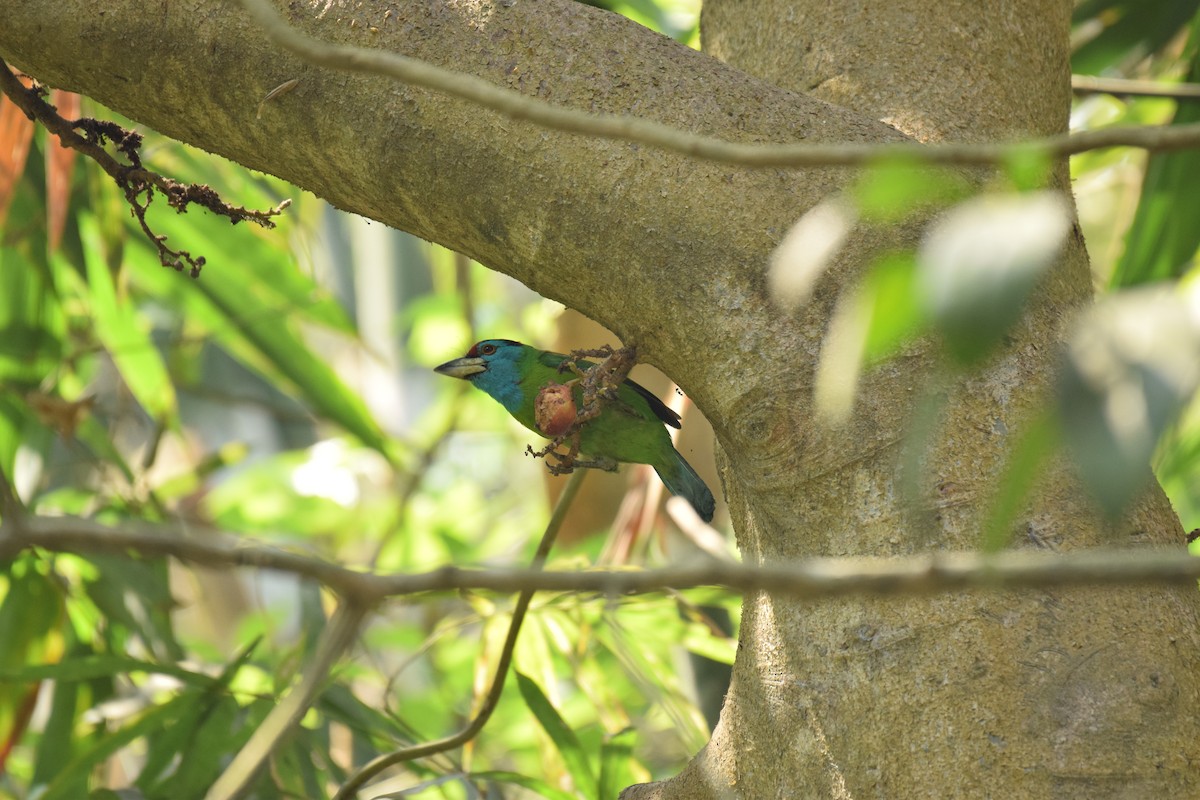 Blue-throated Barbet - ML109781411