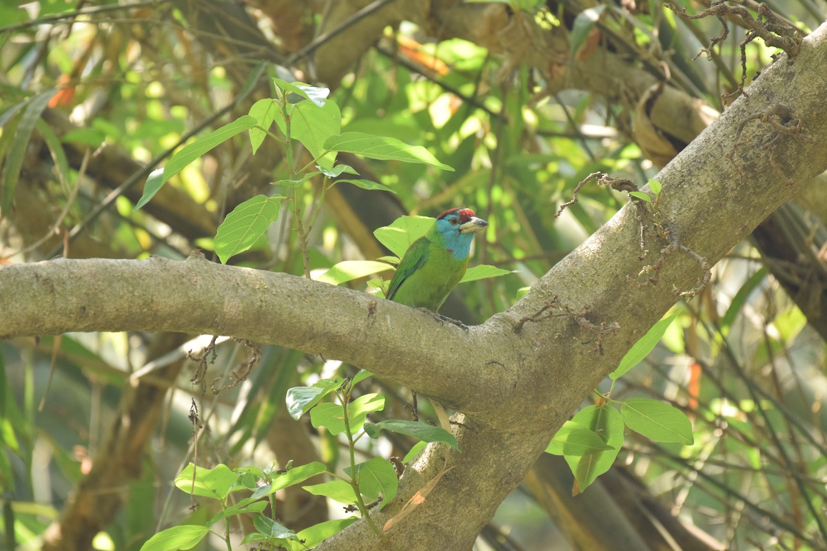 Blue-throated Barbet - ML109781431