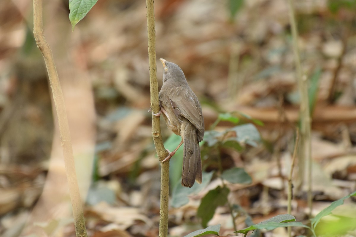 Jungle Babbler - Souvik Roychoudhury