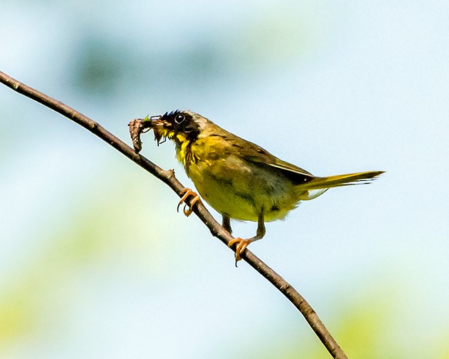 Common Yellowthroat - ML109781471