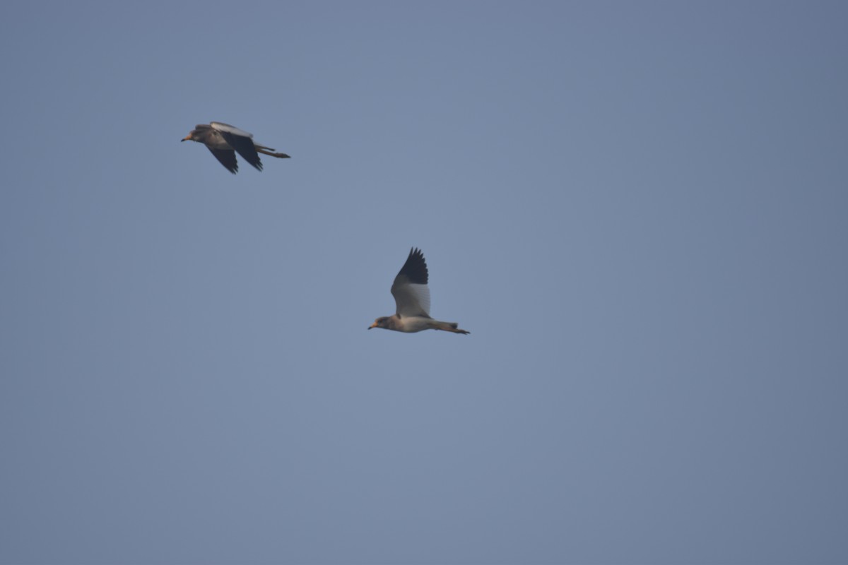 Gray-headed Lapwing - ML109781481