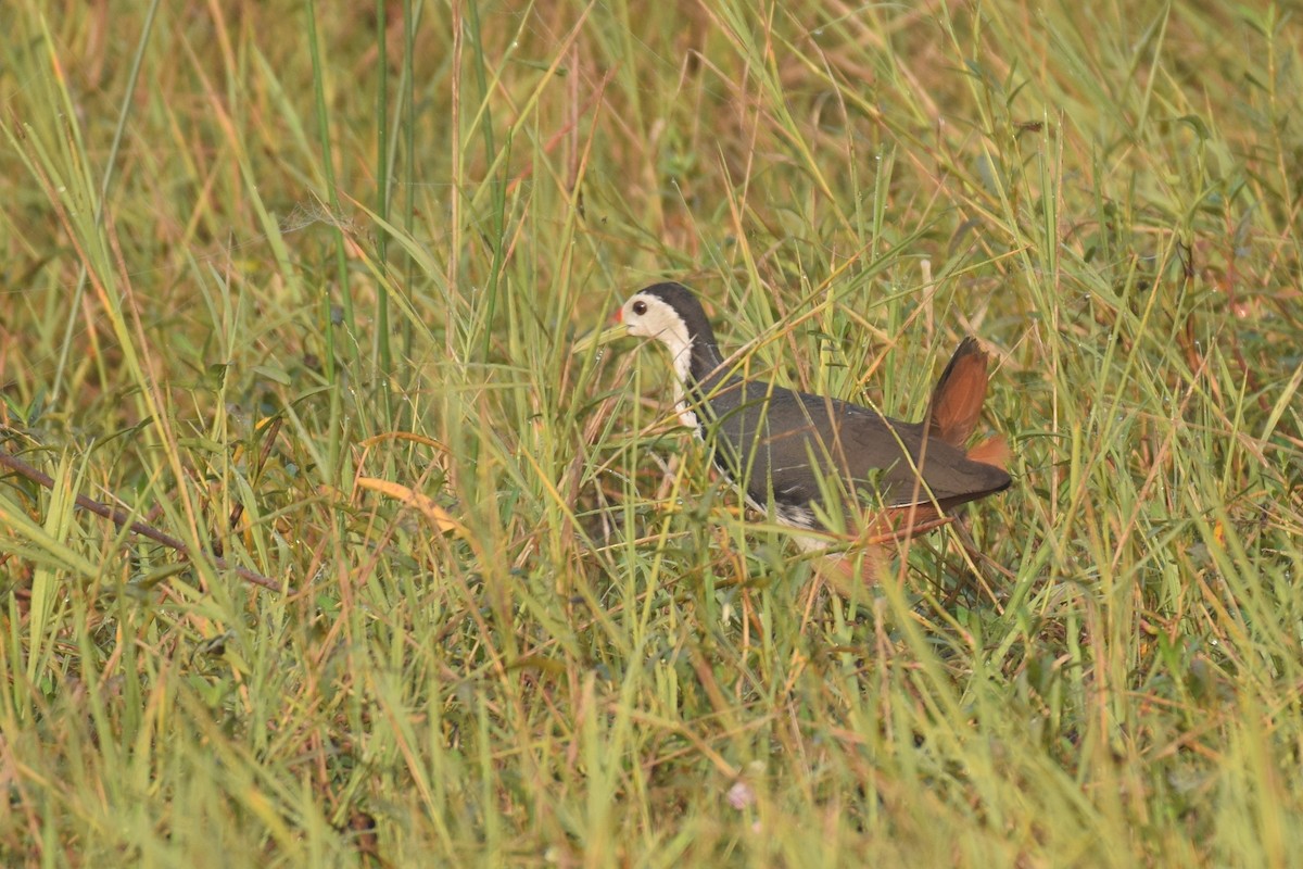 White-breasted Waterhen - ML109781521