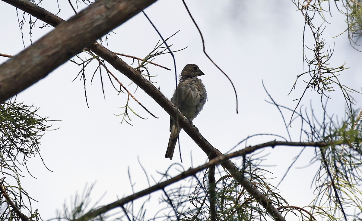 House Finch - ML109781601