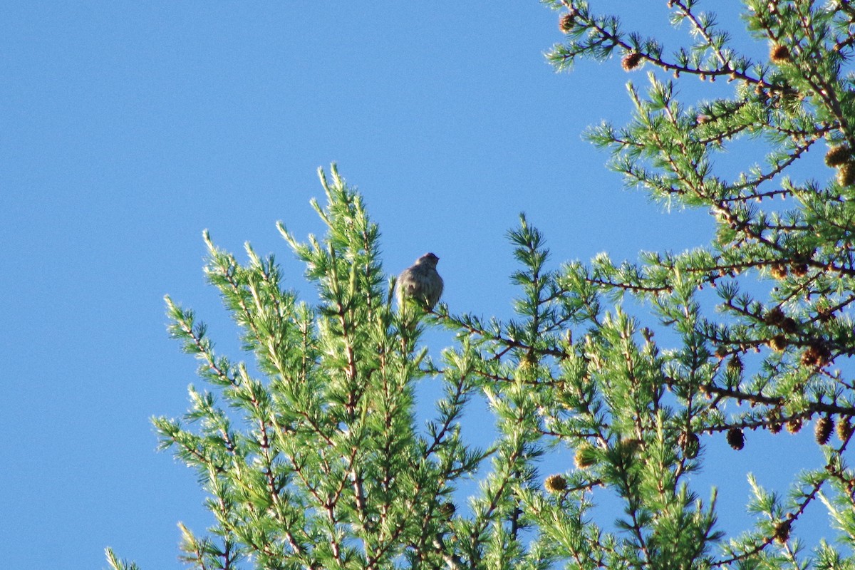 Pine Siskin - ML109781691