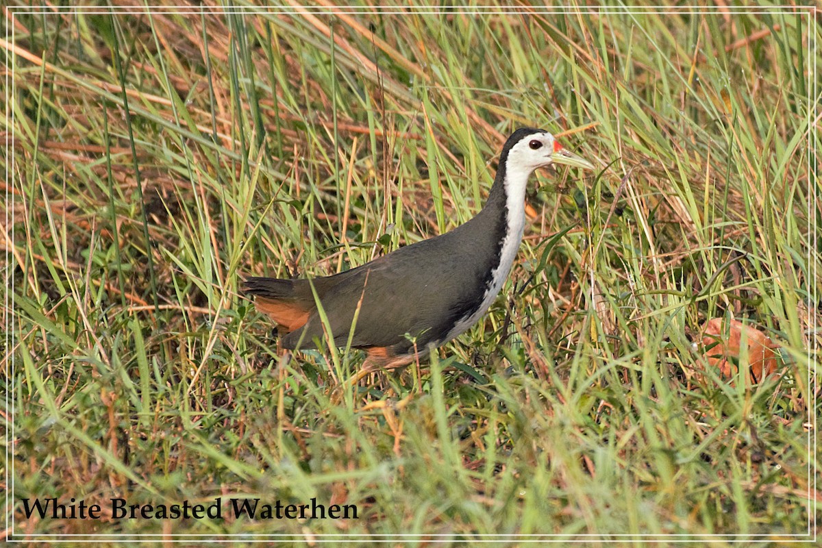 White-breasted Waterhen - ML109781891