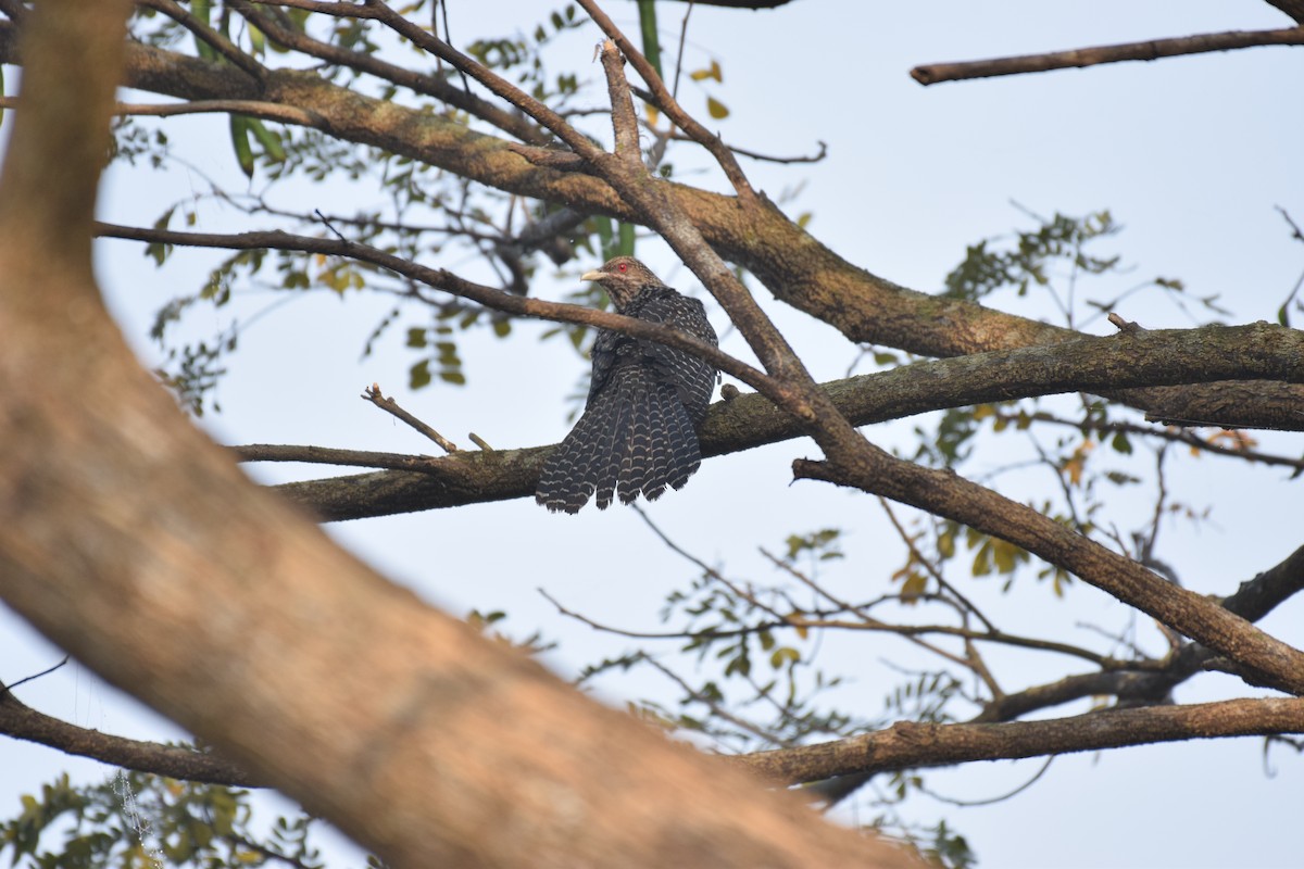 Asian Koel - ML109781991