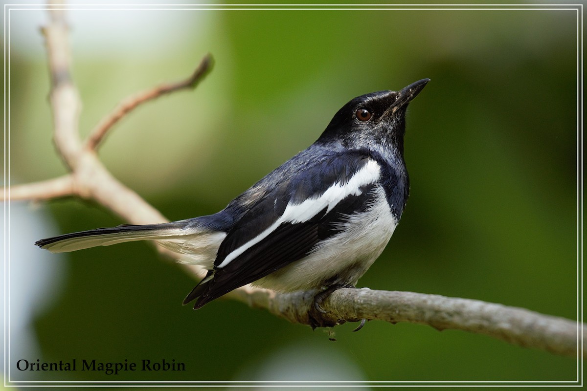 Oriental Magpie-Robin - Souvik Roychoudhury