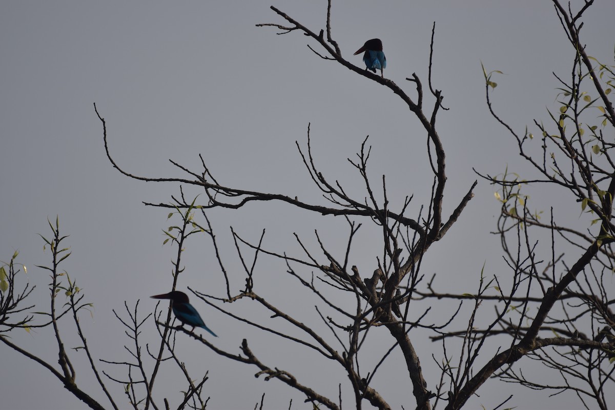 White-throated Kingfisher - ML109782081