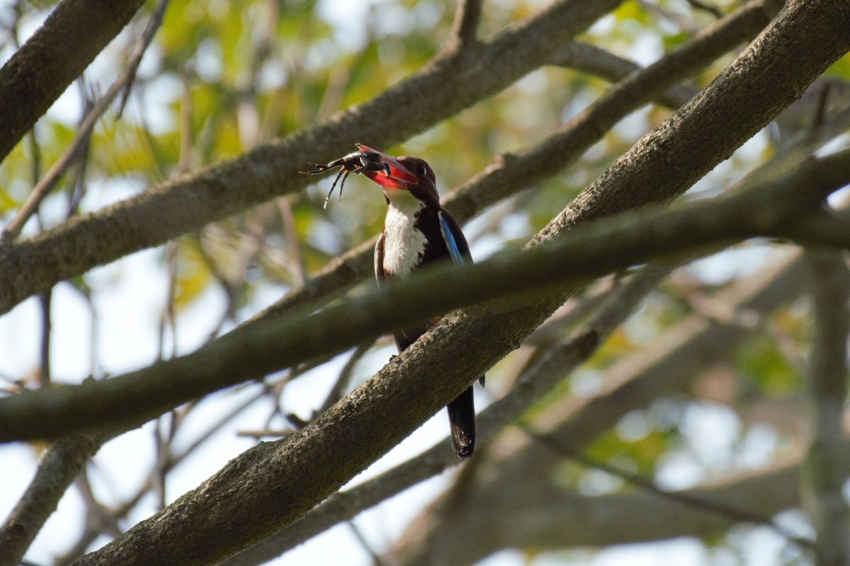 White-throated Kingfisher - ML109782131