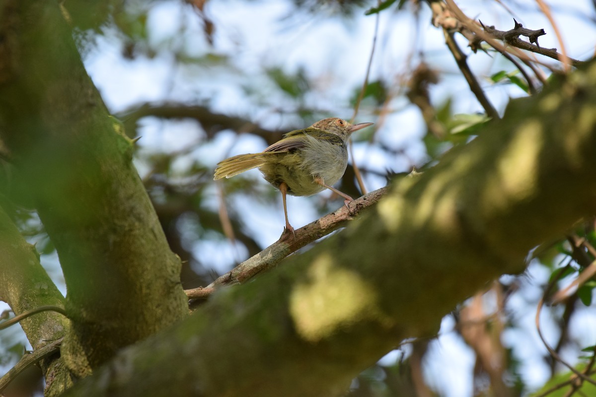 Rotstirn-Schneidervogel - ML109782151