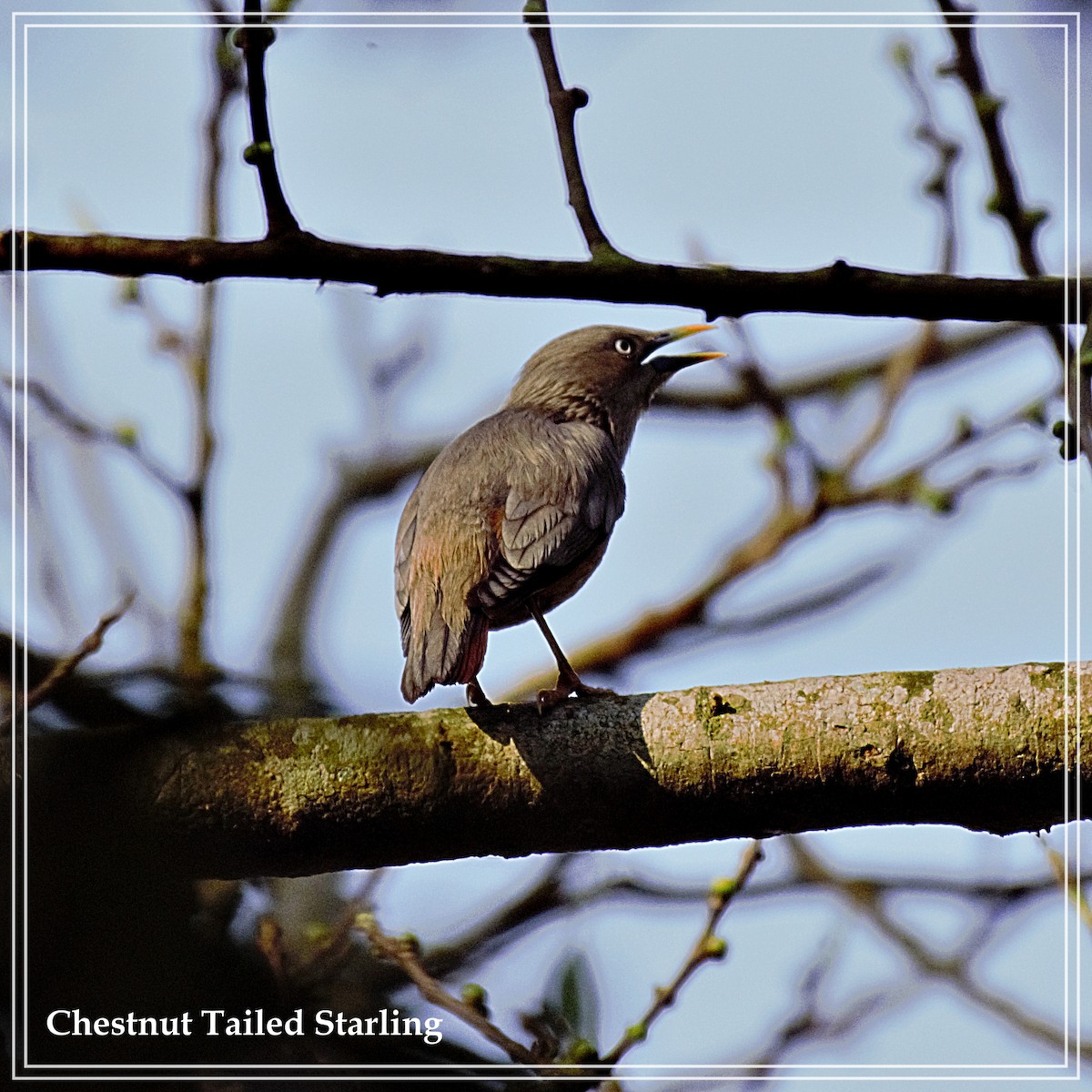 Chestnut-tailed Starling - ML109782191