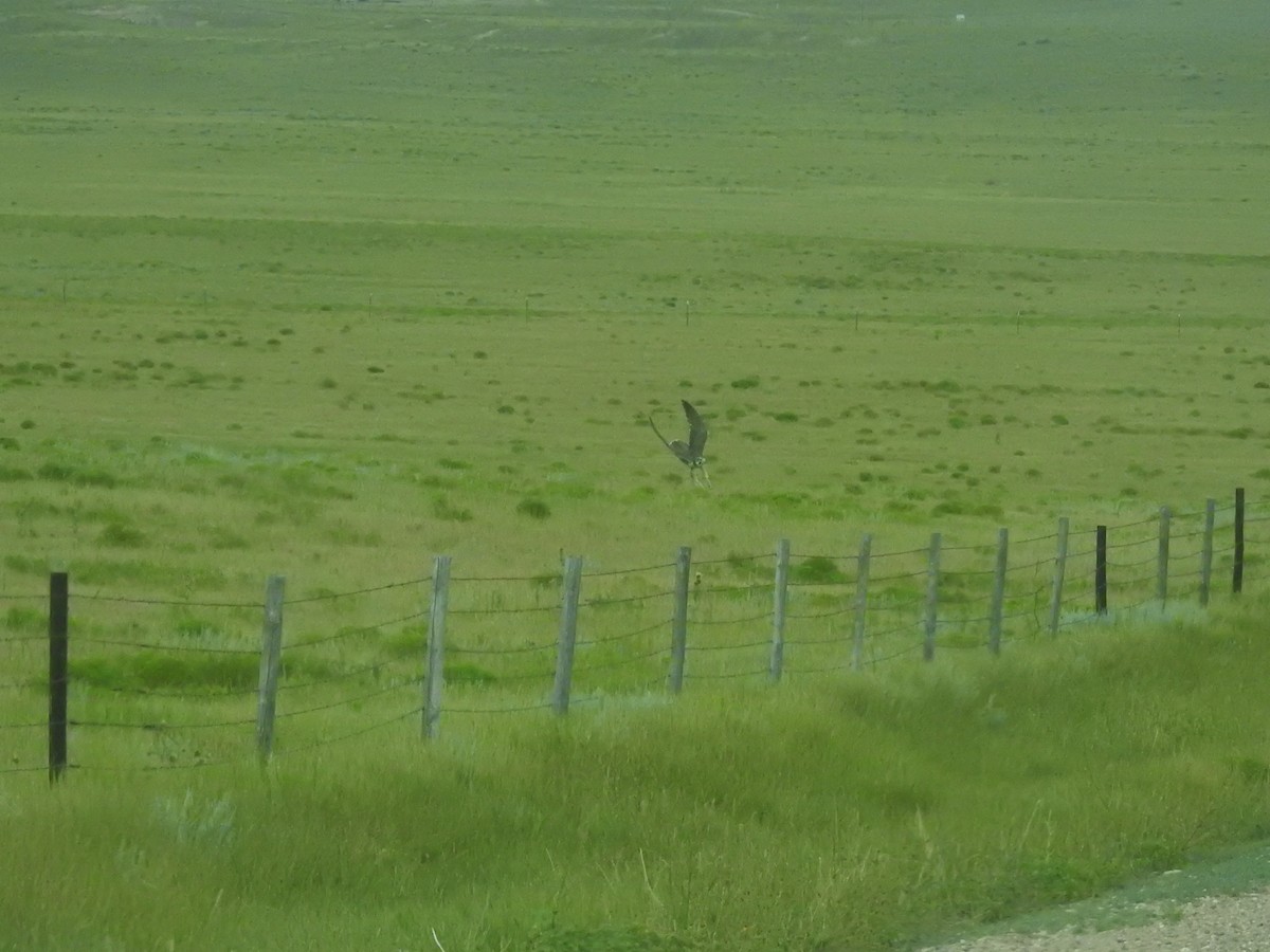 Prairie Falcon - ML109782211