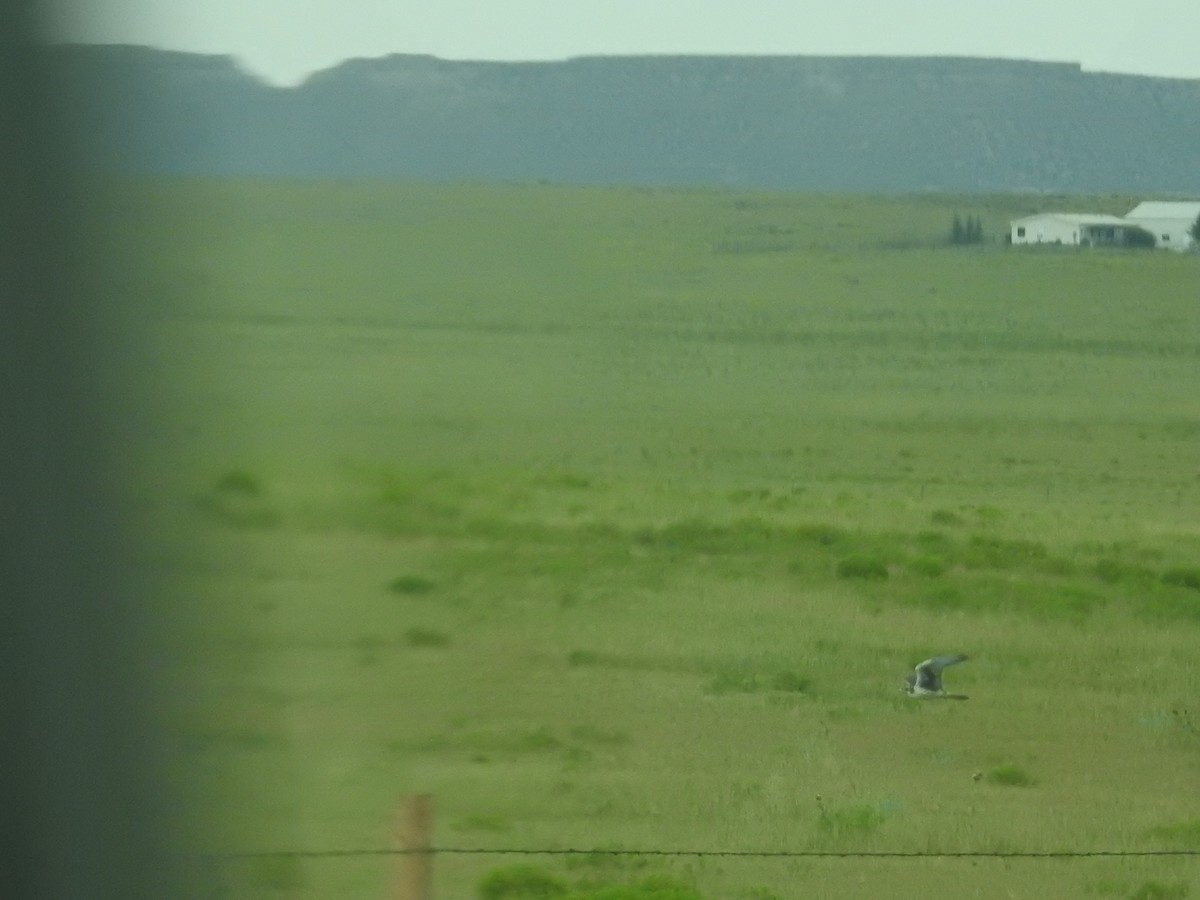 Prairie Falcon - ML109782221