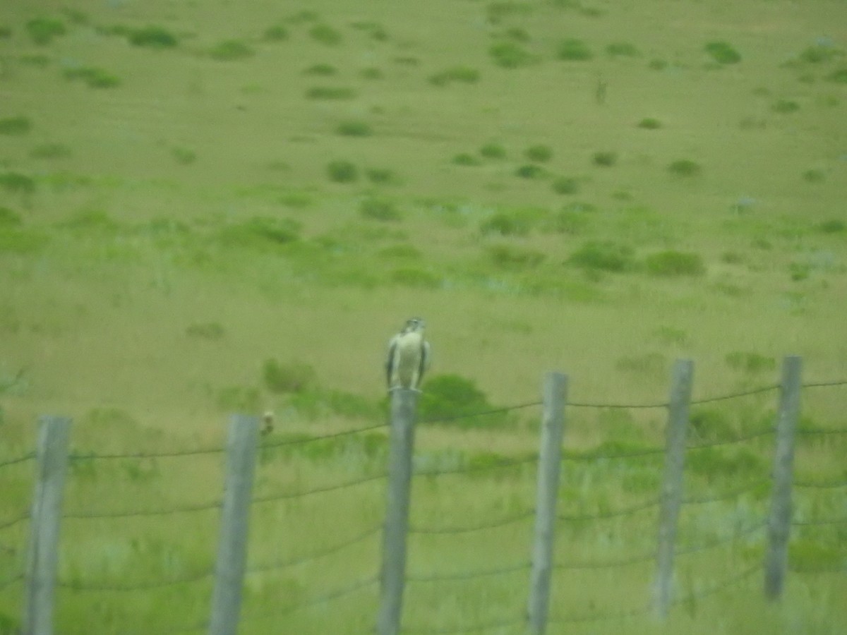 Prairie Falcon - ML109782231