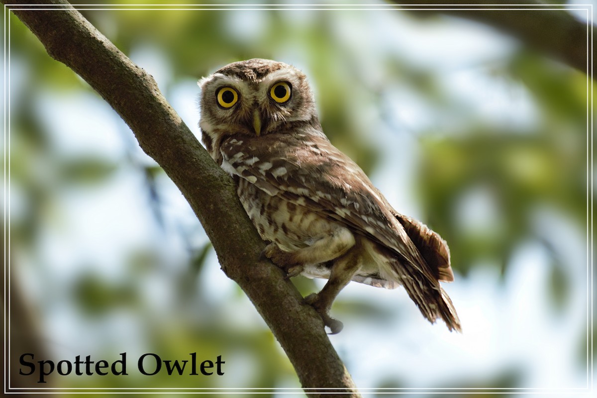 Spotted Owlet - ML109782261