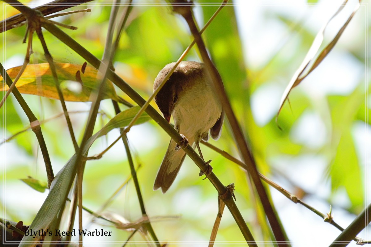 Blyth's Reed Warbler - ML109782461