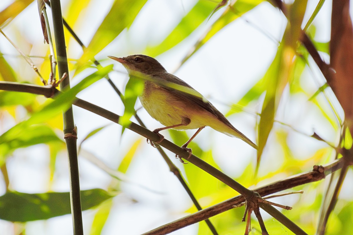 Blyth's Reed Warbler - ML109782471