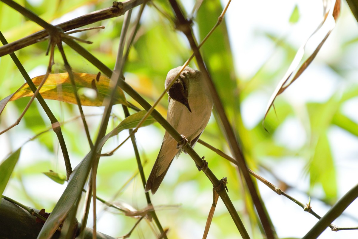 Blyth's Reed Warbler - ML109782481