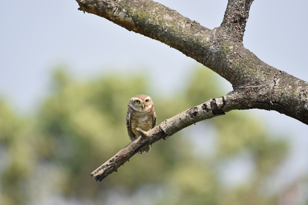Spotted Owlet - ML109782531