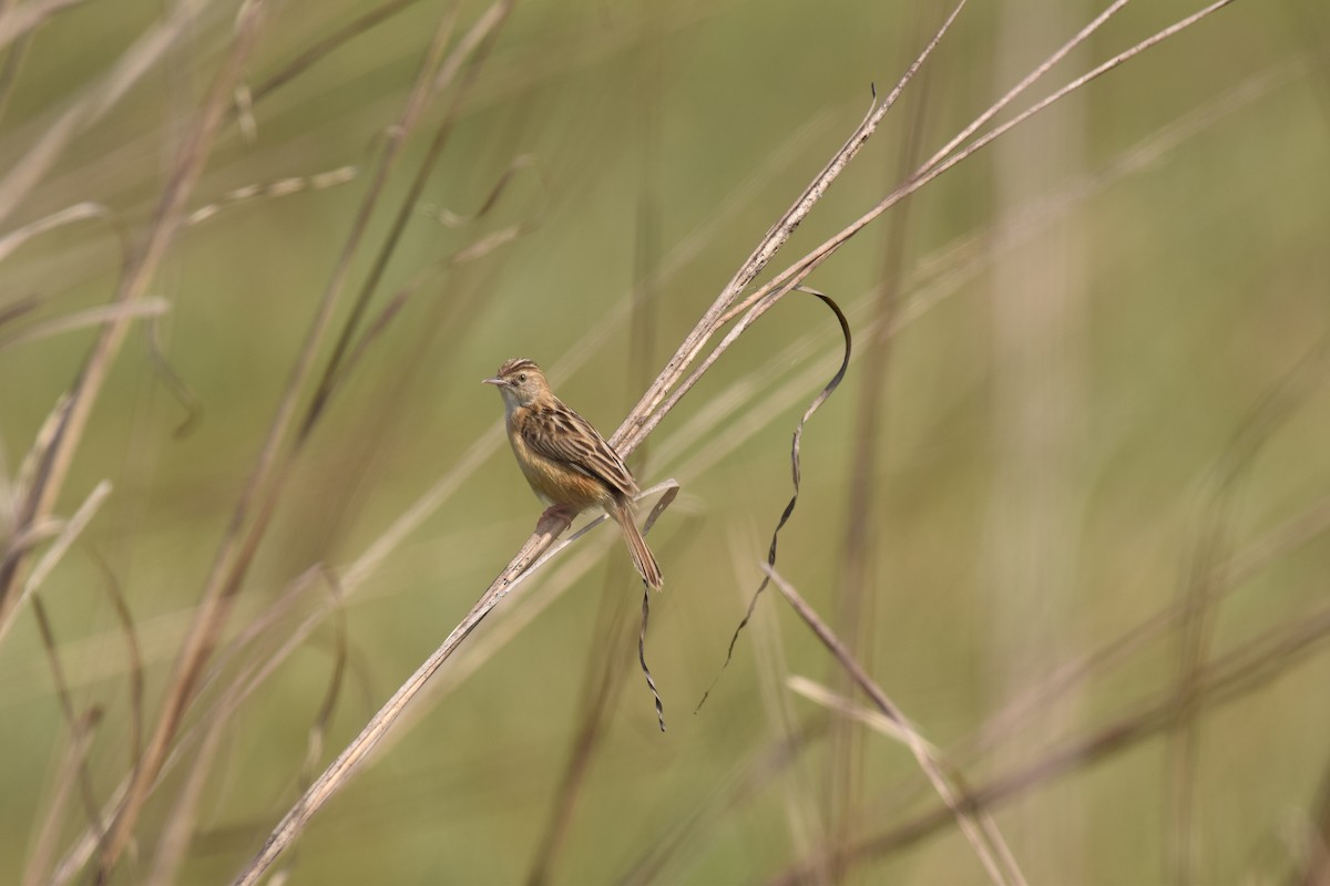 Zitting Cisticola - ML109782641