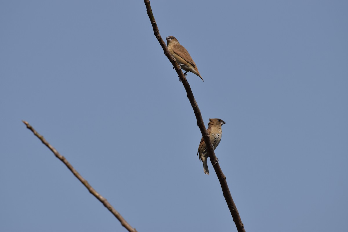 Scaly-breasted Munia - ML109782741