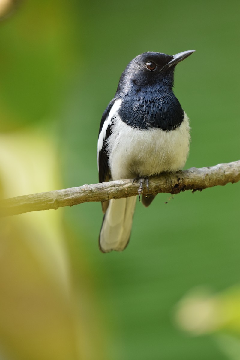 Oriental Magpie-Robin - ML109782861