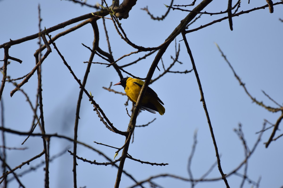 Black-hooded Oriole - ML109782891