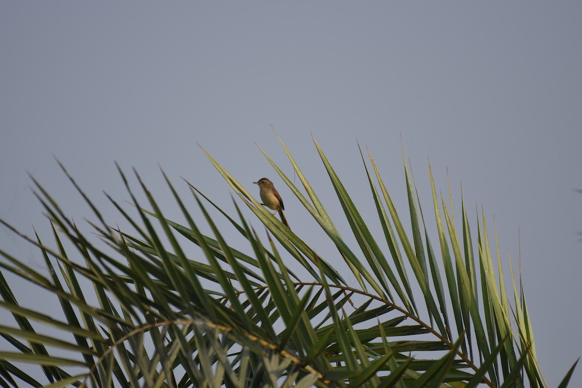 Plain Prinia - ML109782991