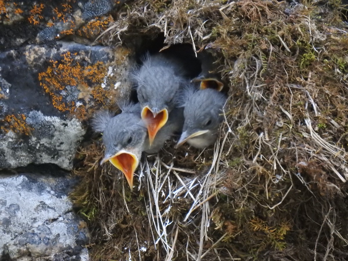 American Dipper - ML109784291
