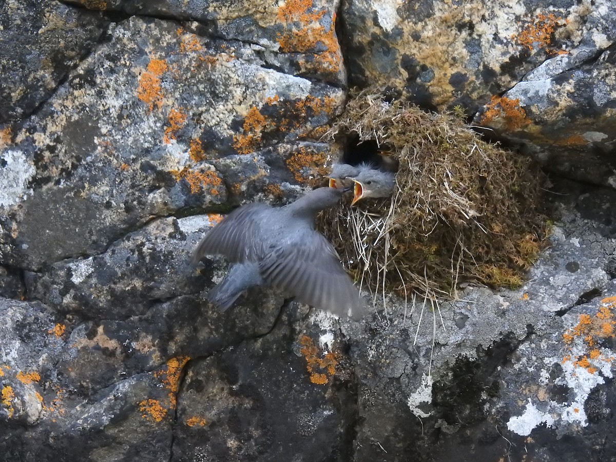 American Dipper - ML109784431