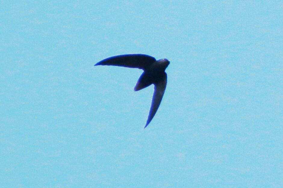 Pale-rumped Swift - ML109784591