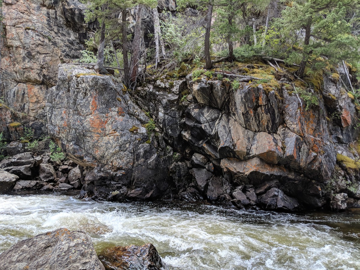 American Dipper - ML109784921