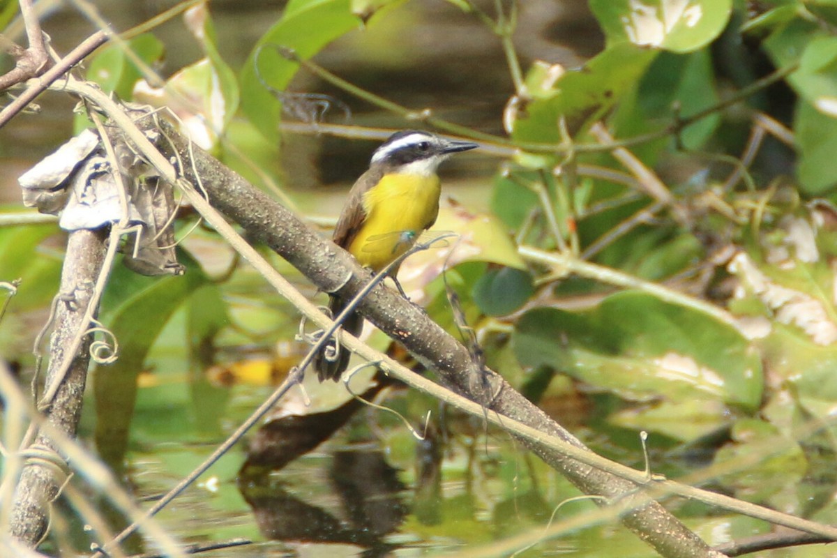 Lesser Kiskadee - ML109785251