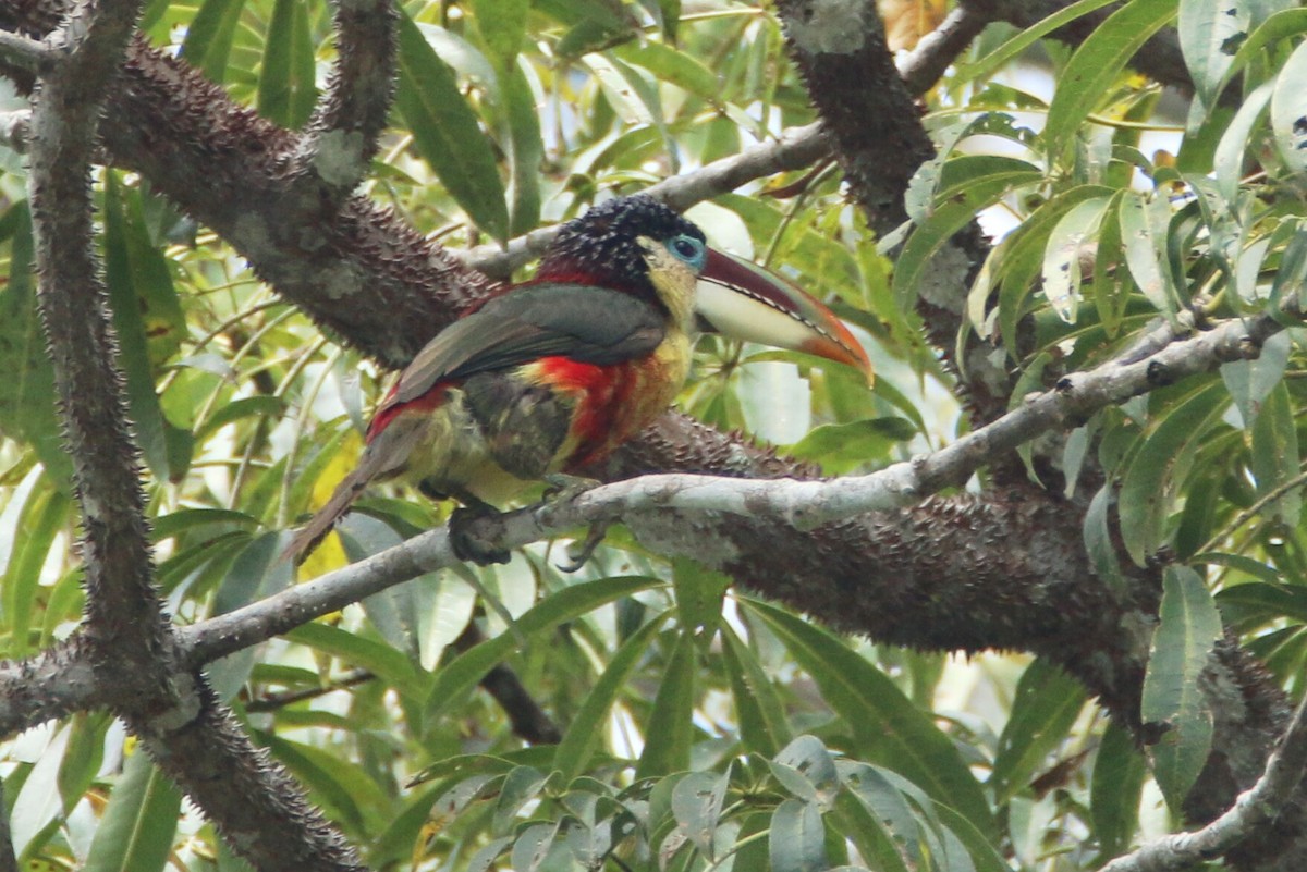 Curl-crested Aracari - ML109785821