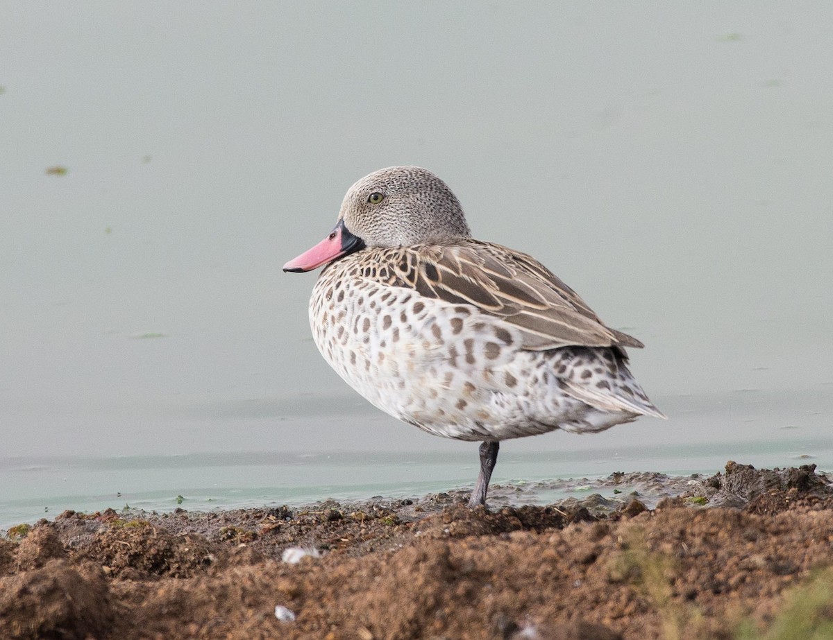 Cape Teal - ML109786231