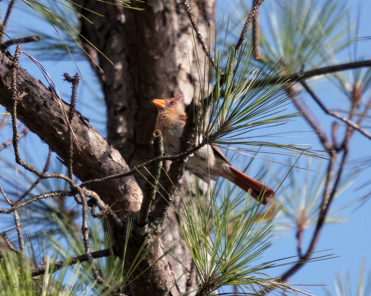 Northern Cardinal - ML109786261