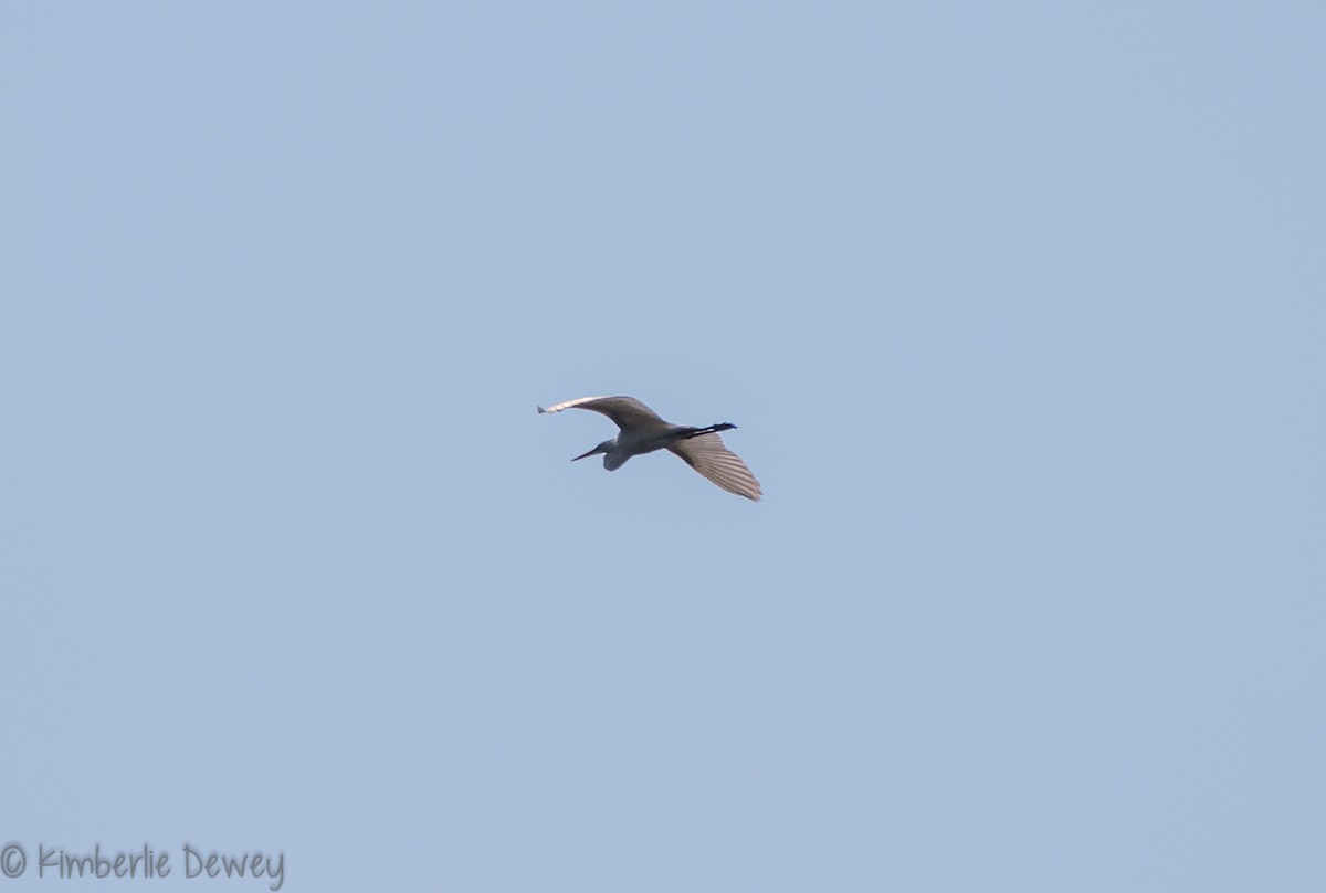 Great Egret - ML109786281