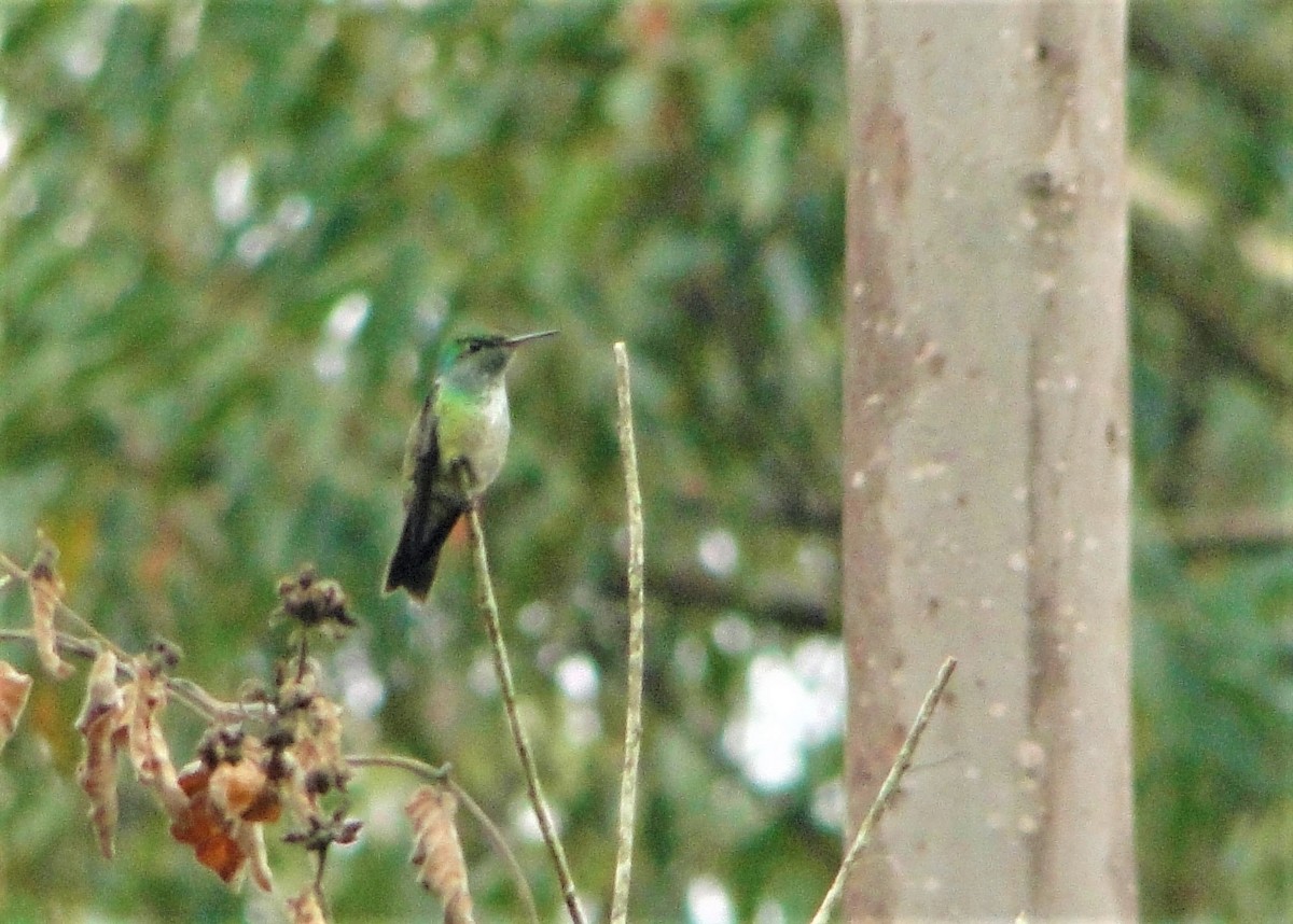 kolibřík pestrý - ML109786311