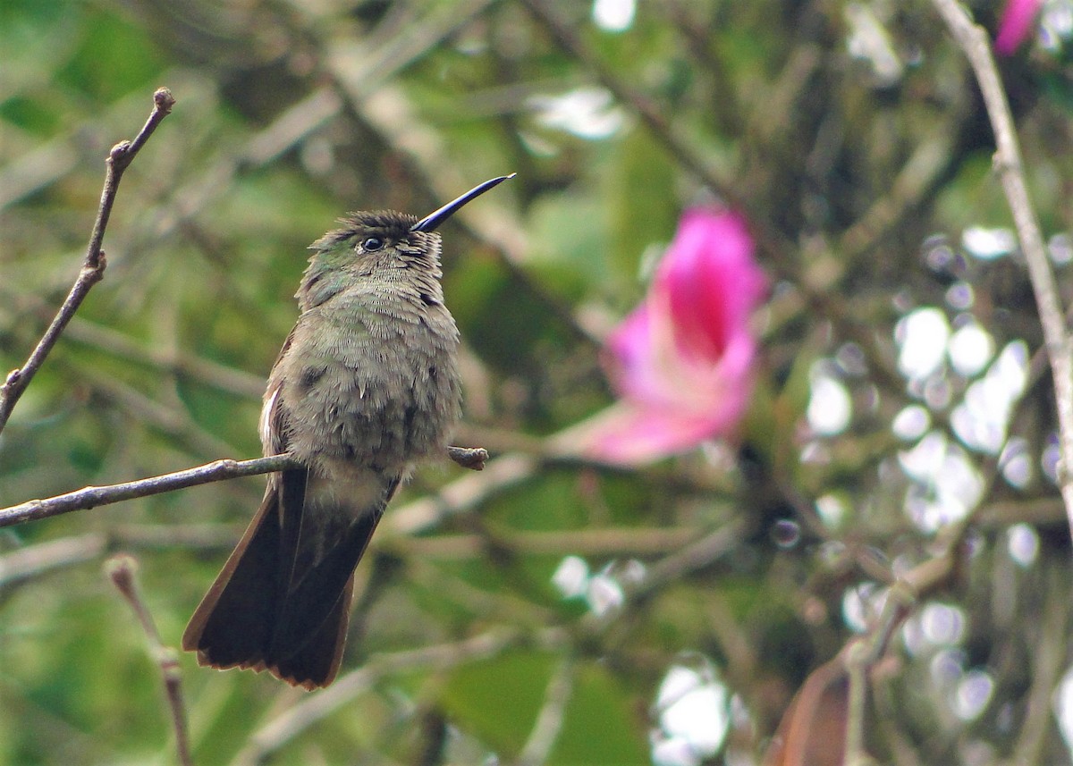 Colibri vert et gris - ML109786321