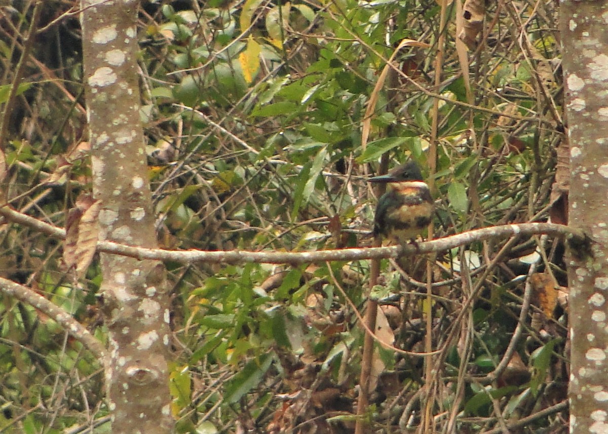 Martin-pêcheur vert - ML109786351