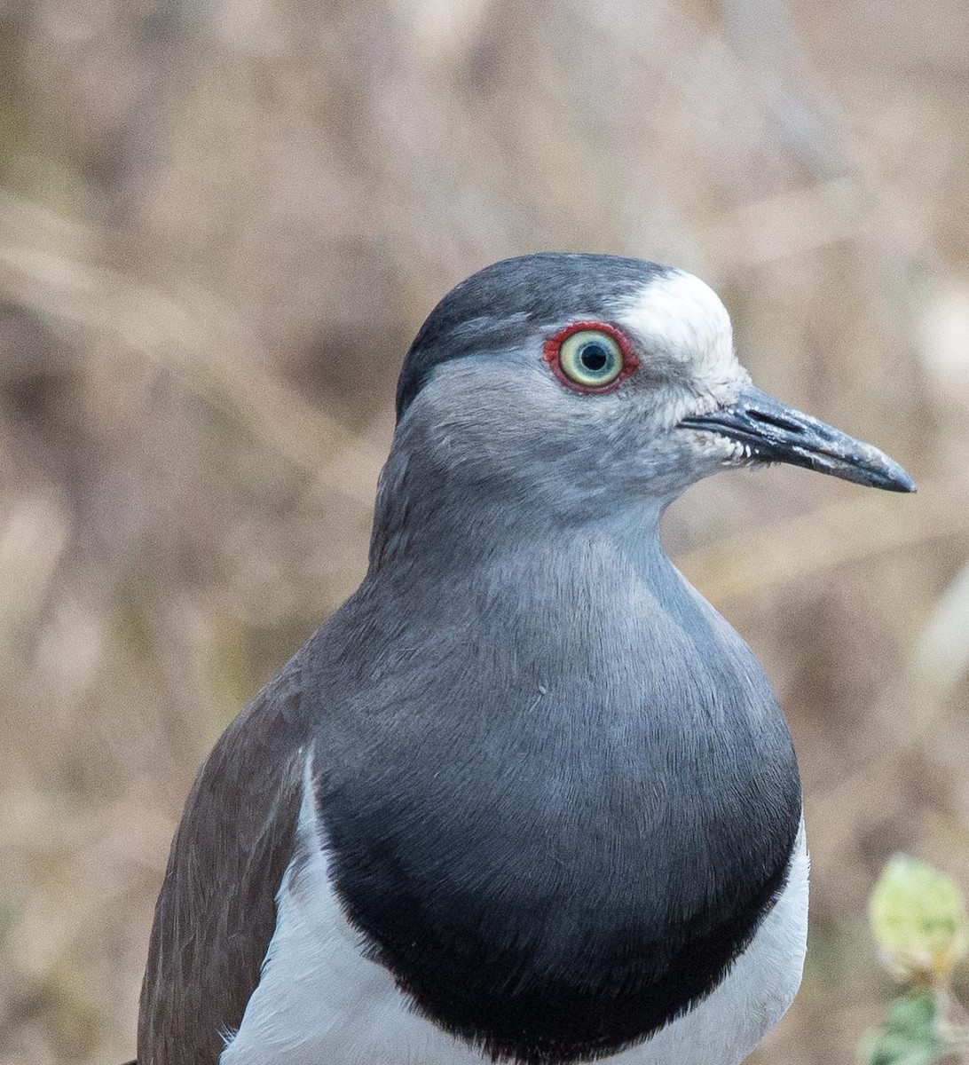 Black-winged Lapwing - ML109787081