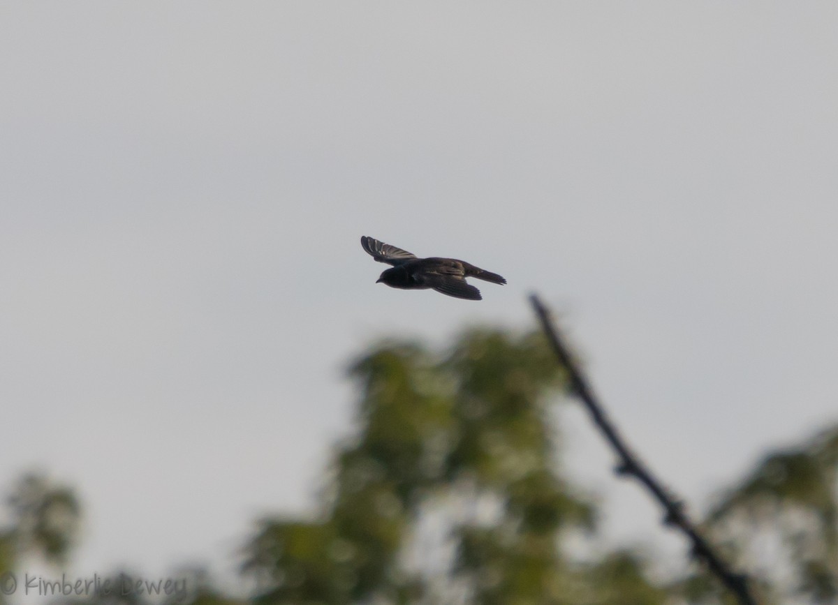 Purple Martin - ML109787291