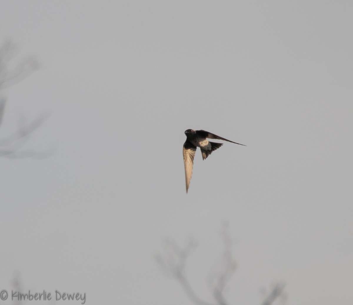 Purple Martin - ML109787311