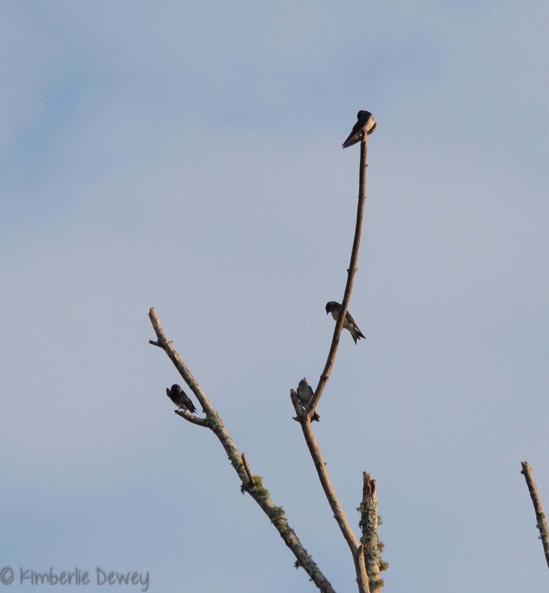 Purple Martin - ML109787321