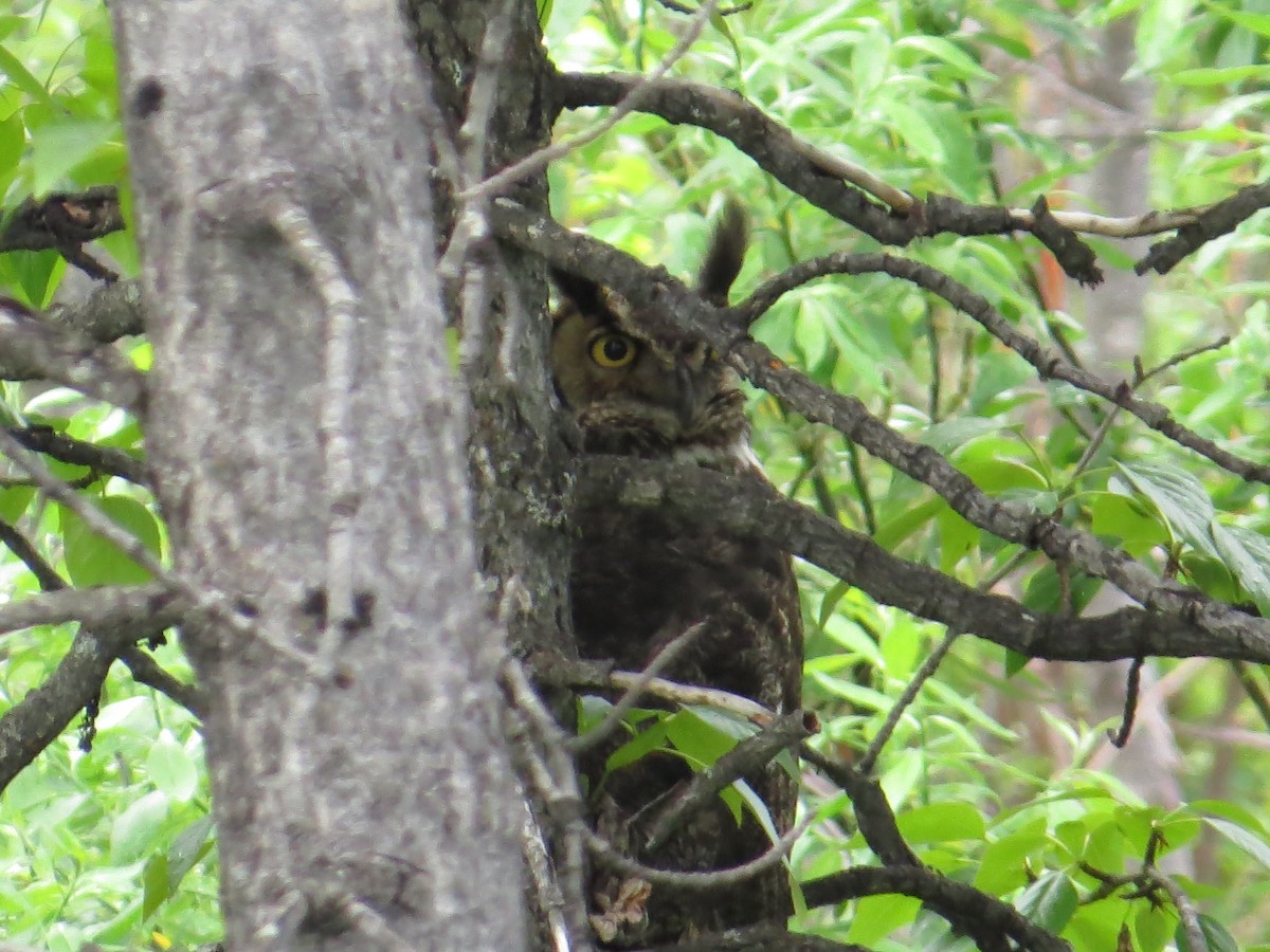 Great Horned Owl - Ann Truesdale